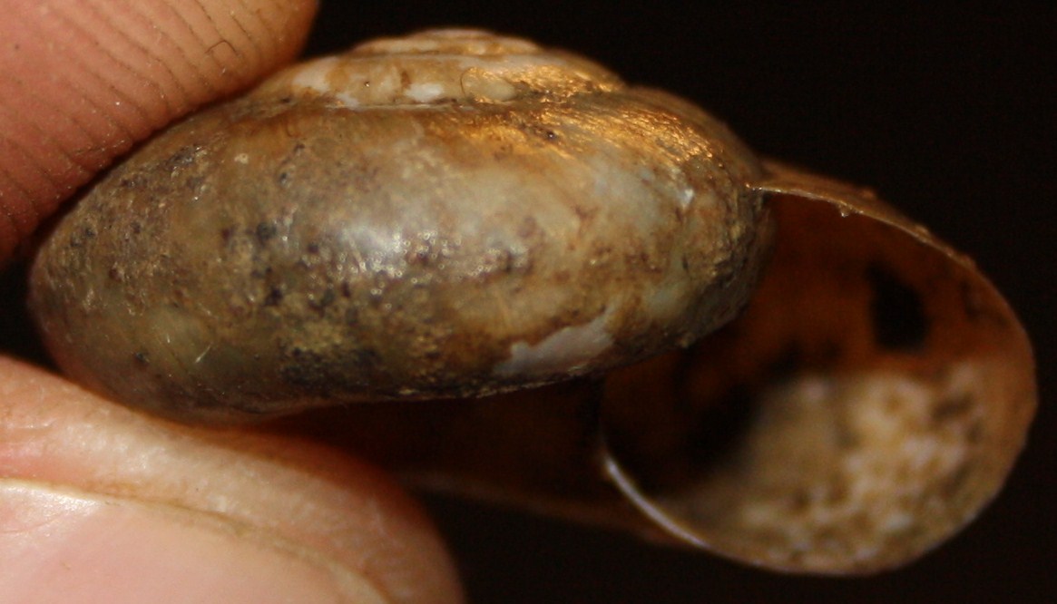 Retinella olivetorum?